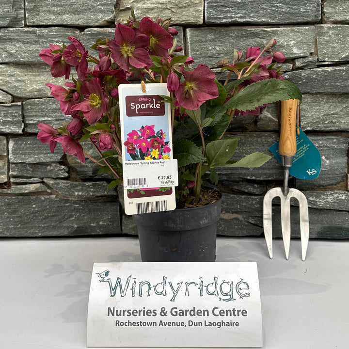 Helleborus Spring Sparkle Red  P15
