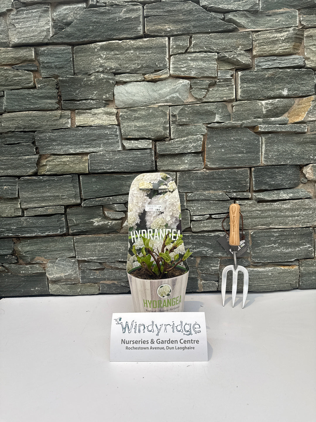 Hydrangea macr. White