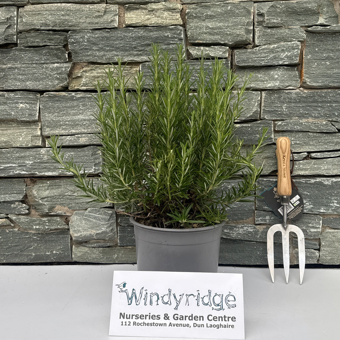 ROSEMARINUS officinalis 3L - Grow Your Own - Windyridge Garden Centre