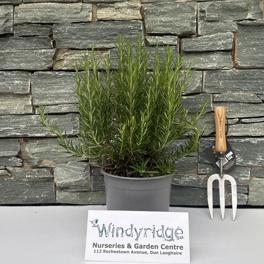 ROSEMARINUS officinalis 3L - Grow Your Own - Windyridge Garden Centre