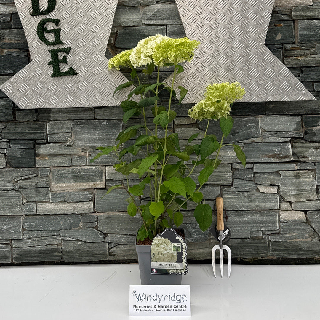HYDRANGEA ARB. ANNABELLE