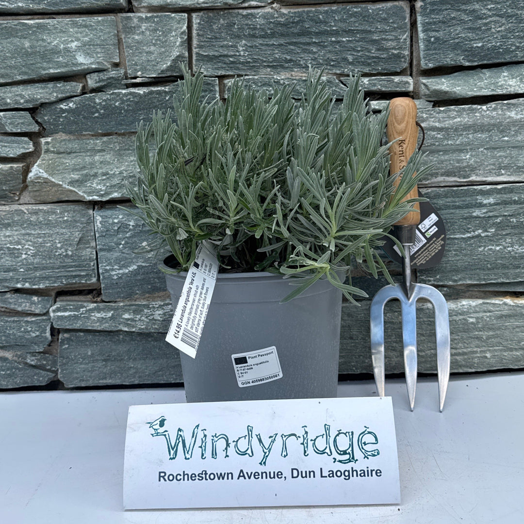 LAVANDULA ang. VERA