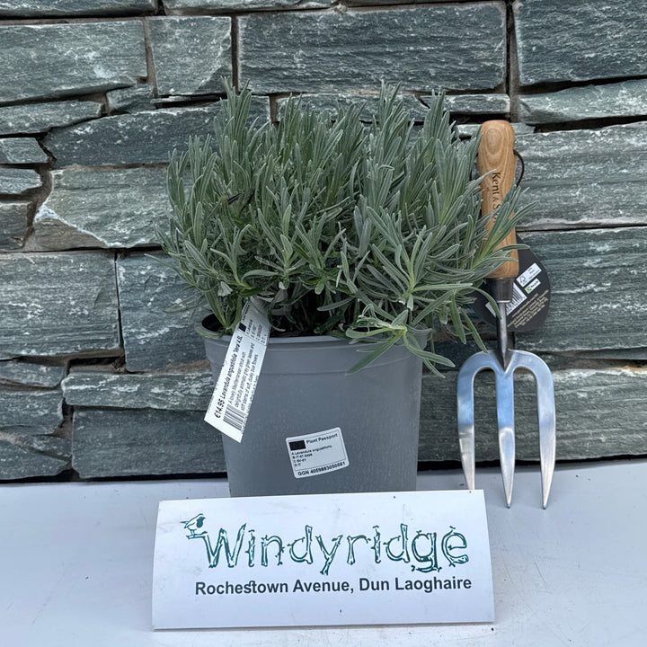 LAVANDULA ang. VERA