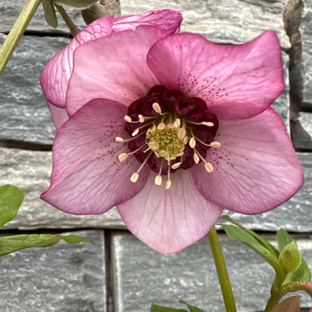 Helleborus Or. Beaming Blush - Herbaceous - Windyridge Garden Centre
