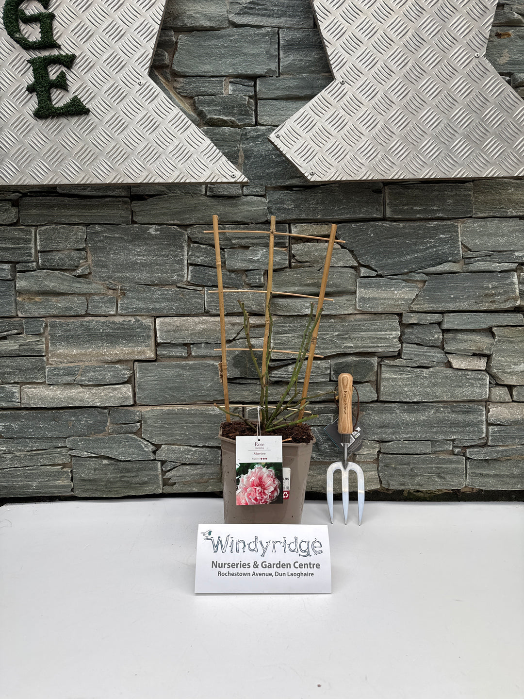 Rosa Albertine Climbing