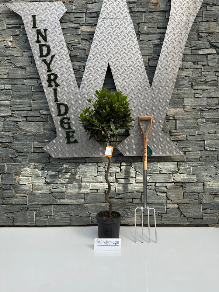 Bay Standard 1/2 Spiral Stem 35/40 Dia. pot 20cm