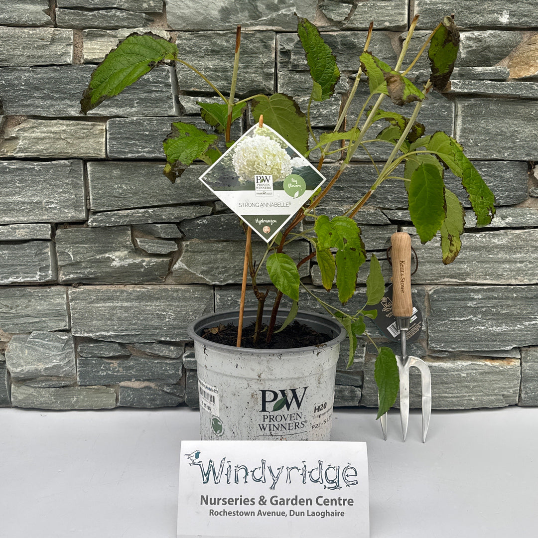 Hydrangea Strong Annabelle P23