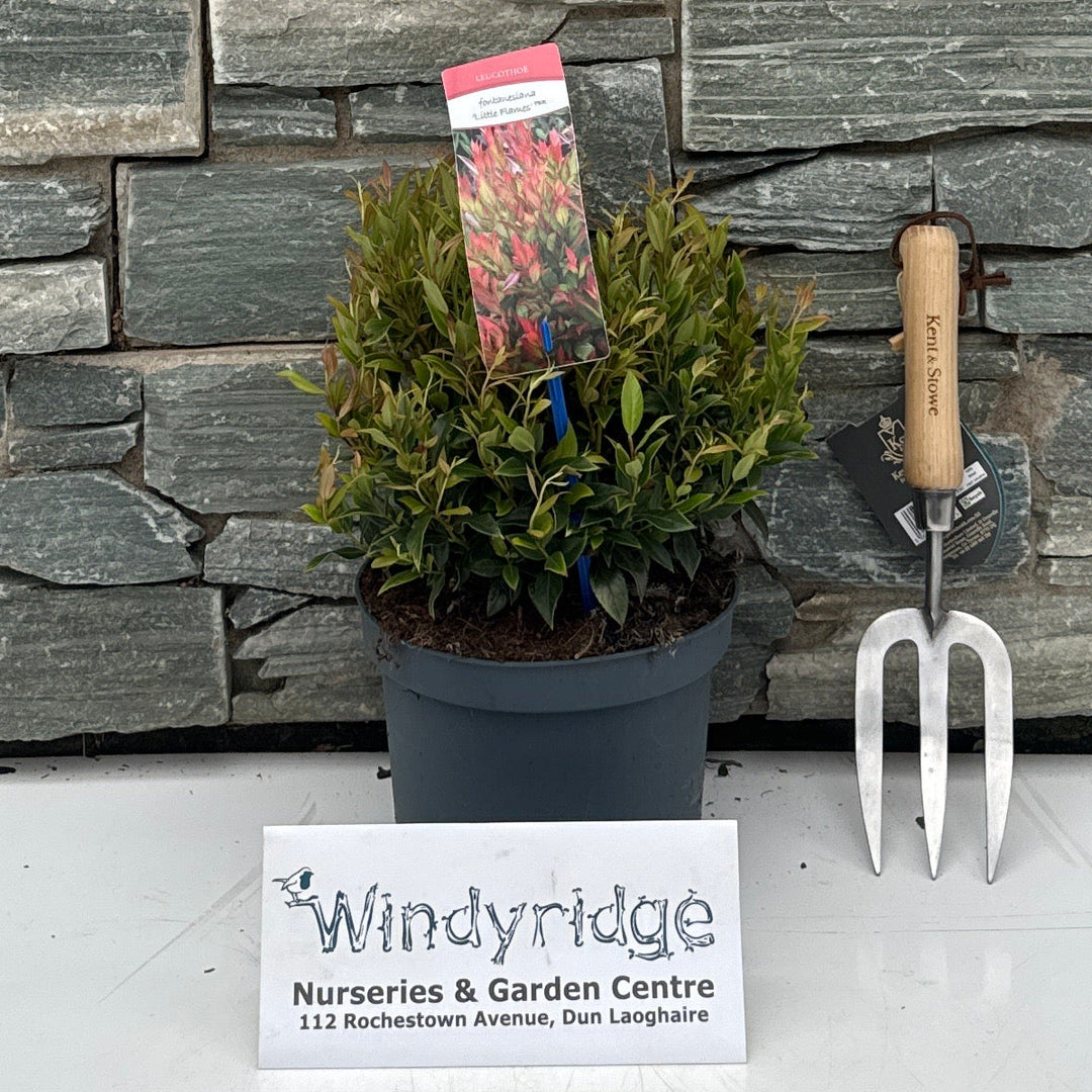 Leucothoe 'Little Flames' 25-30 cm. C3