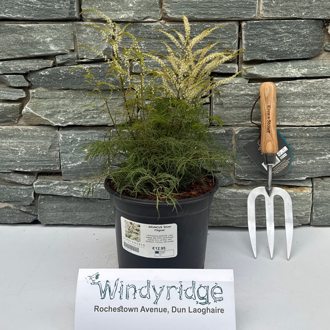 ARUNCUS Silver Filigree