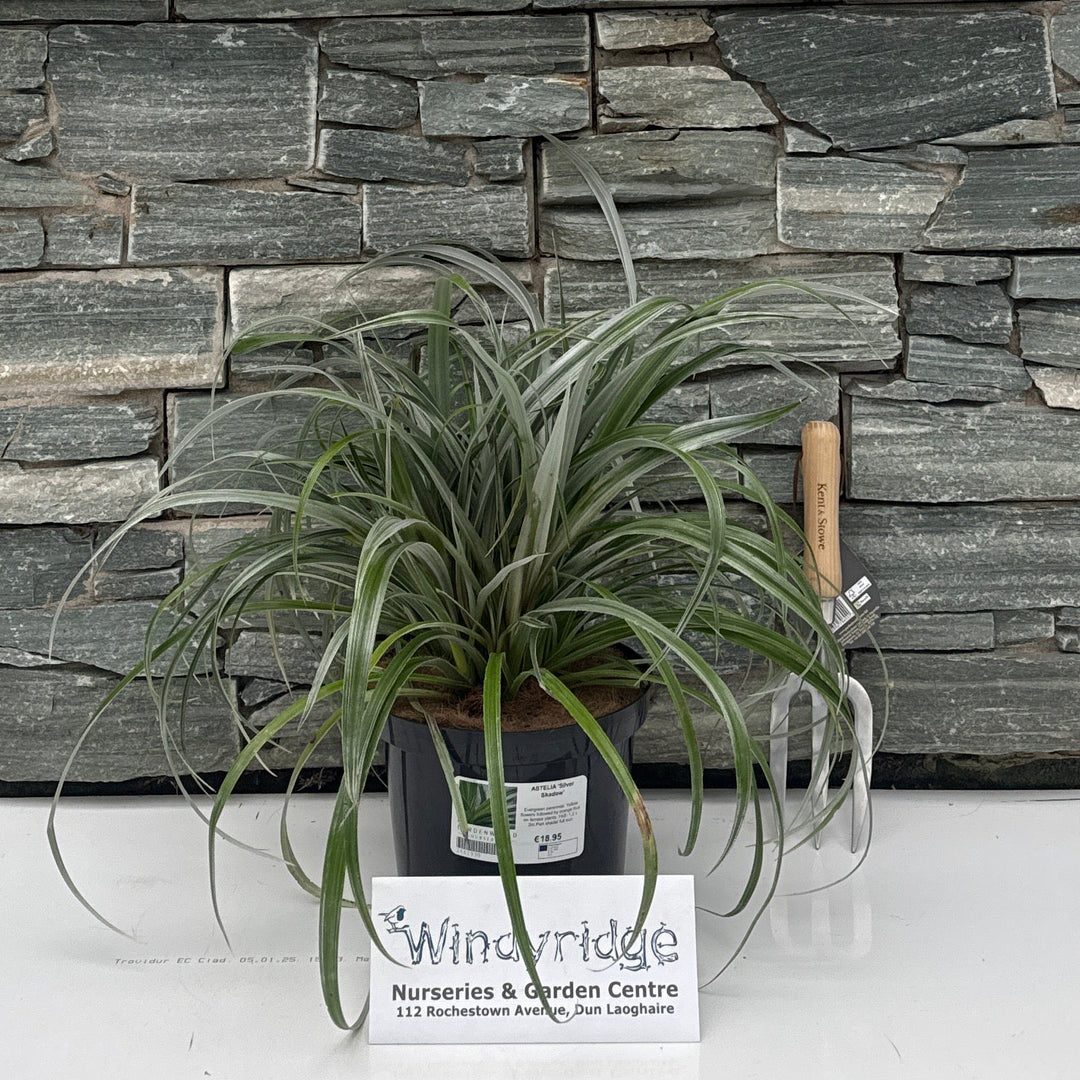 ASTELIA 'Silver Shadow' 4L