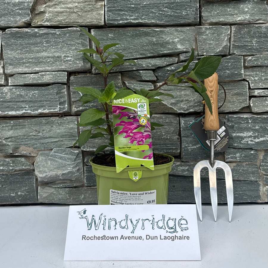 Salvia Micr. 'Love And Wishes' - Herbaceous - Windyridge Garden Centre