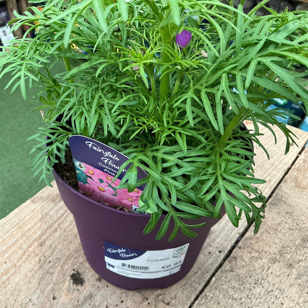 Cosmos 2Ltr - Bedding - Windyridge Garden Centre