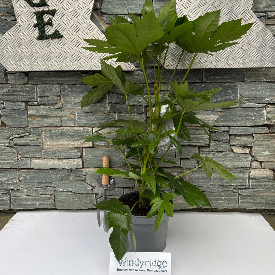 FATSIA japonica