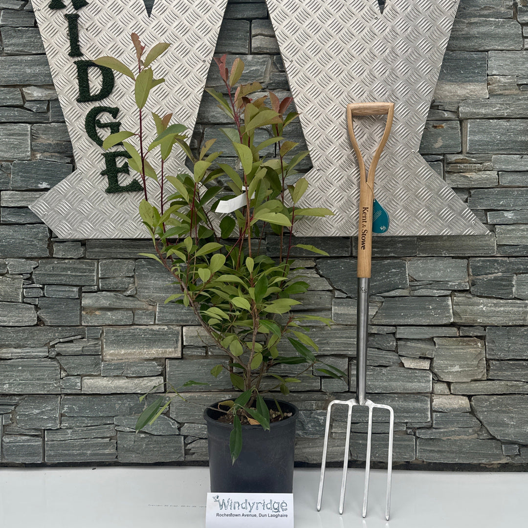 PHOTINIA SERR. RED ROBIN CLT 10 H  80 - 100 CM