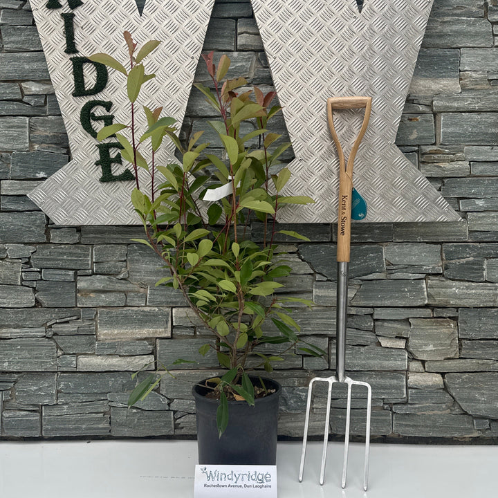 PHOTINIA SERR. RED ROBIN CLT 10 H  80 - 100 CM