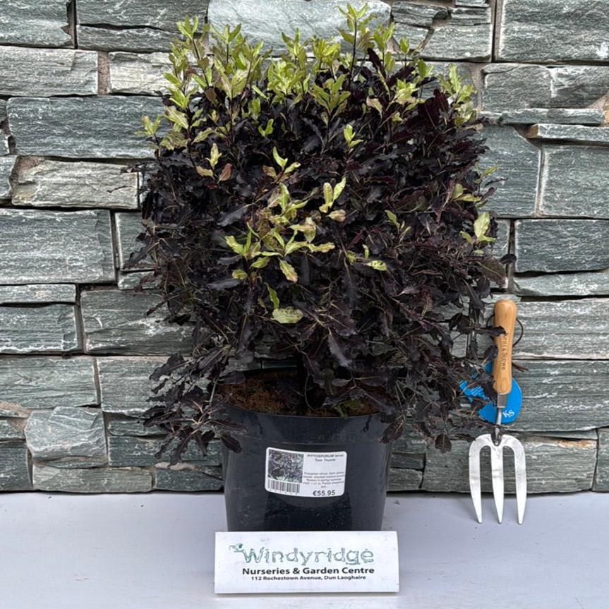Pittosporum Tenui. Tom Thumb - Shrubs - Windyridge Garden Centre