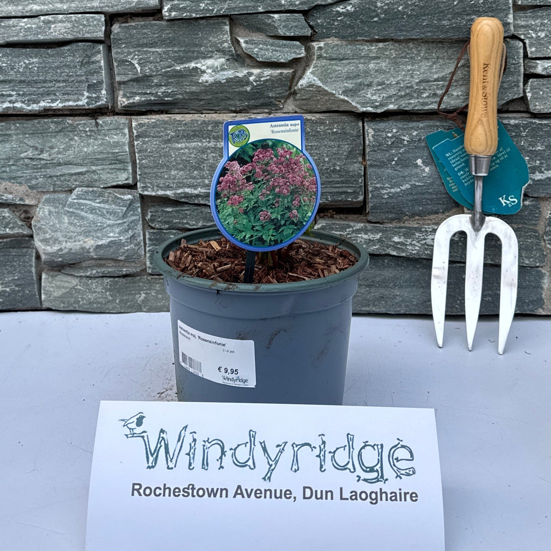 Astrantia maj. Rosensinfonie  2 Ltr pot