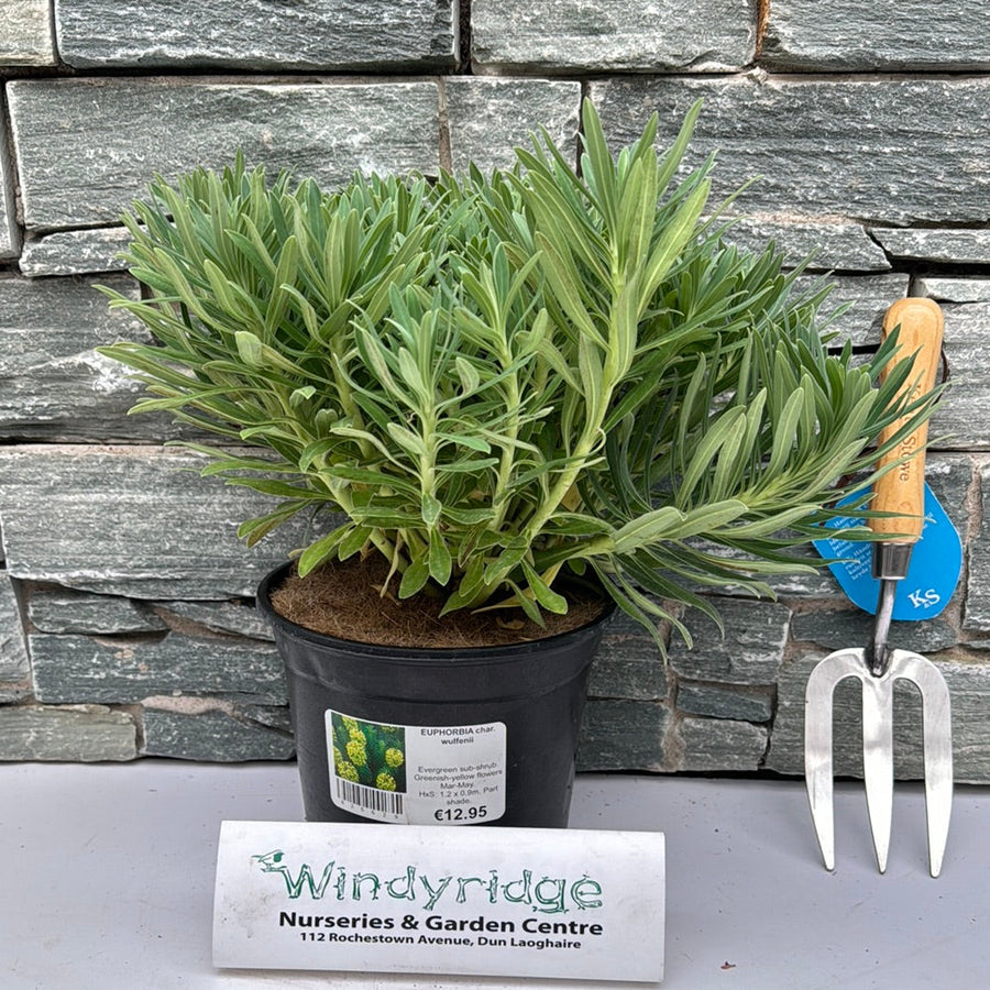 Euphorbia Char. Wulfenii - Herbaceous - Windyridge Garden Centre