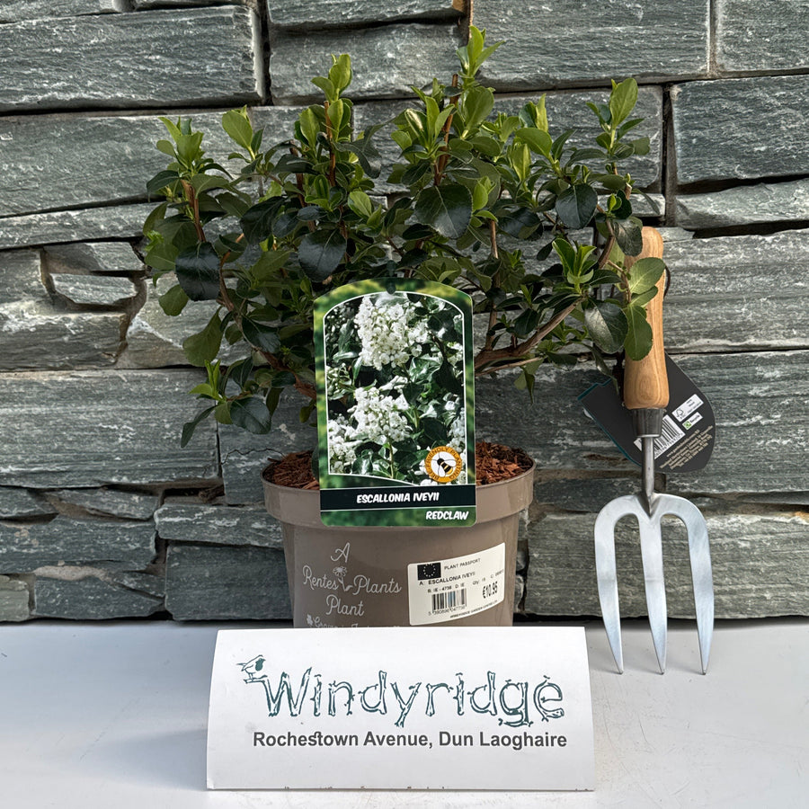 Escallonia Iveyii - Shrubs - Windyridge Garden Centre