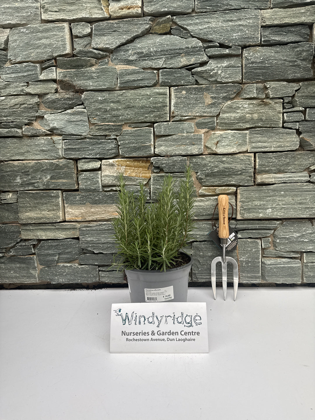 Rosmarinus officinalis  P18