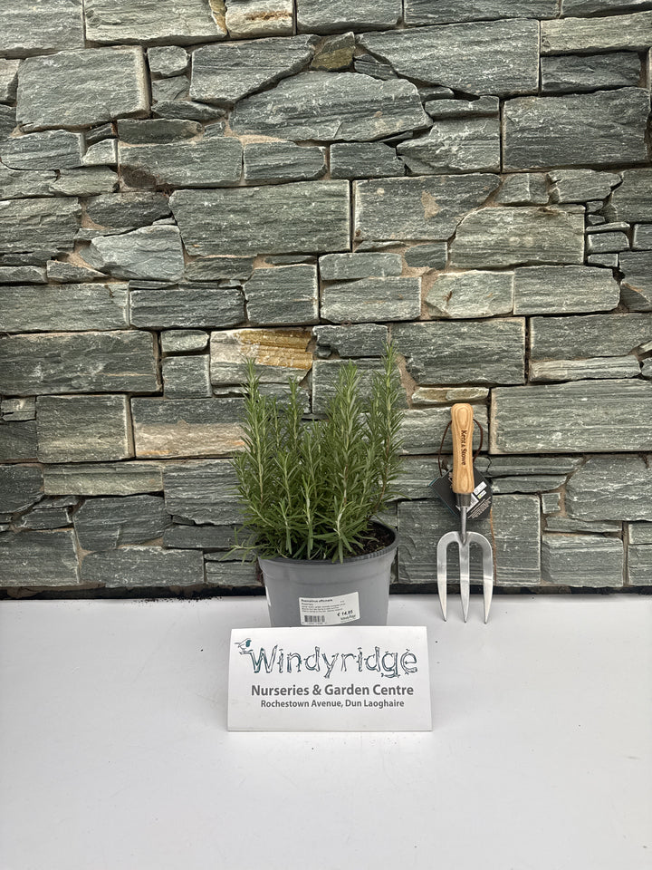 Rosmarinus officinalis  P18