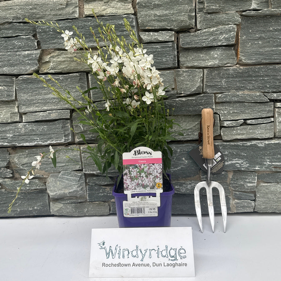 Gaura Gaudi White - Herbaceous - Windyridge Garden Centre