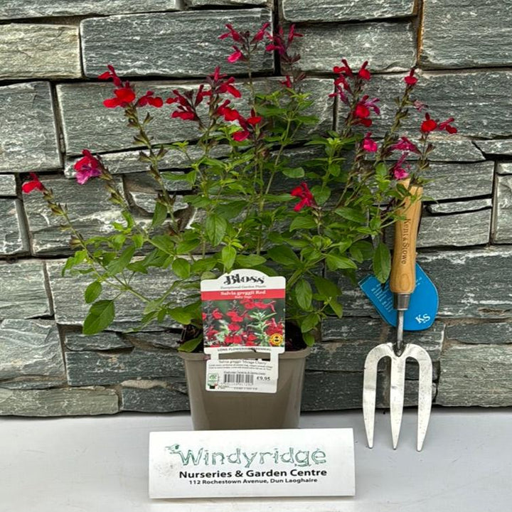 Salvia greggii Mirage Cherry 2L