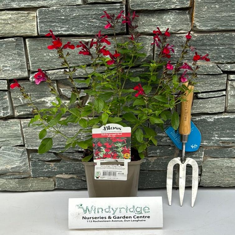 Salvia Greggii Mirage Cherry 2L - Herbaceous - Windyridge Garden Centre
