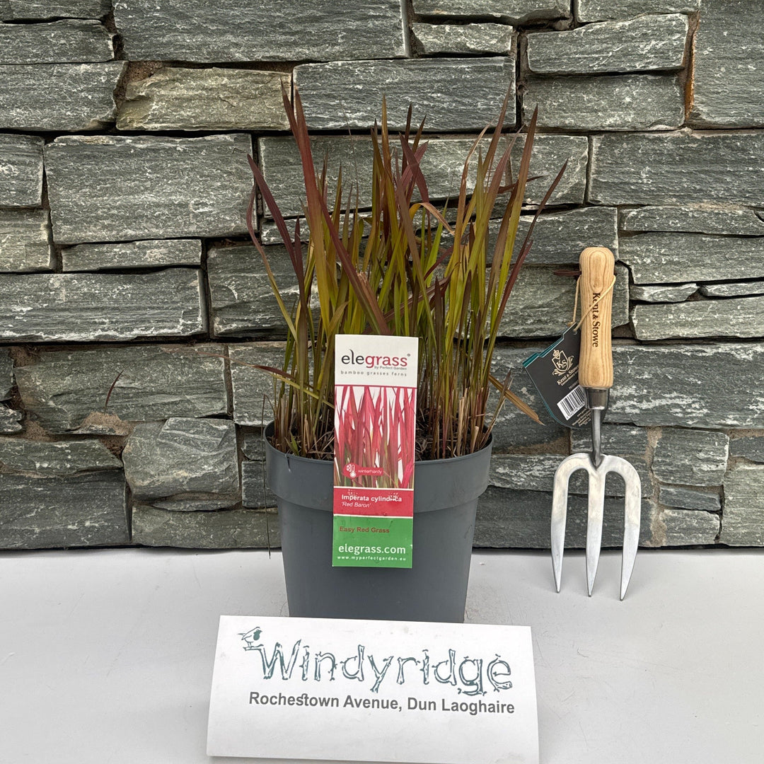 Imperata Cylindrica 'Red Baron' P19 - Herbaceous - Windyridge Garden Centre