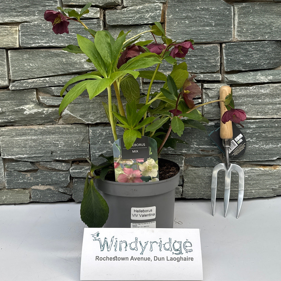 Helleborus H. Viv Valentina - Herbaceous - Windyridge Garden Centre