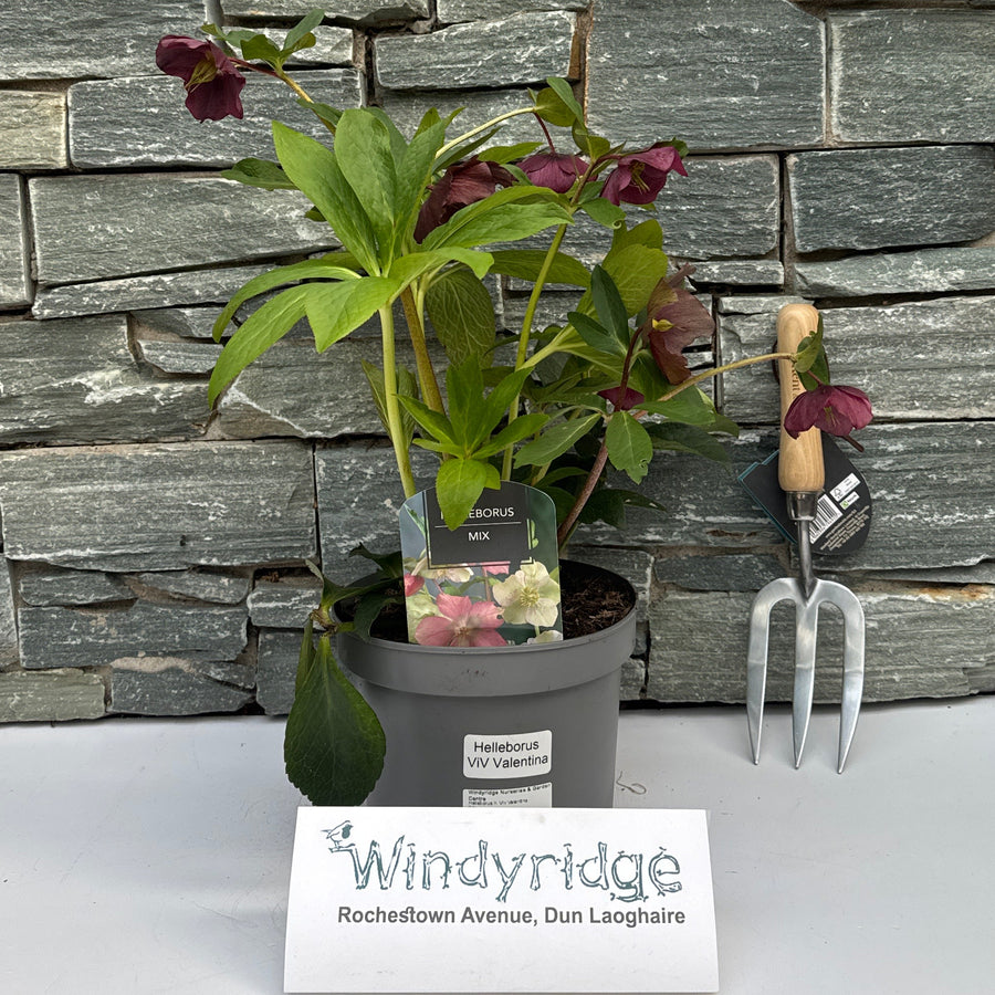 Helleborus H. Viv Valentina - Herbaceous - Windyridge Garden Centre
