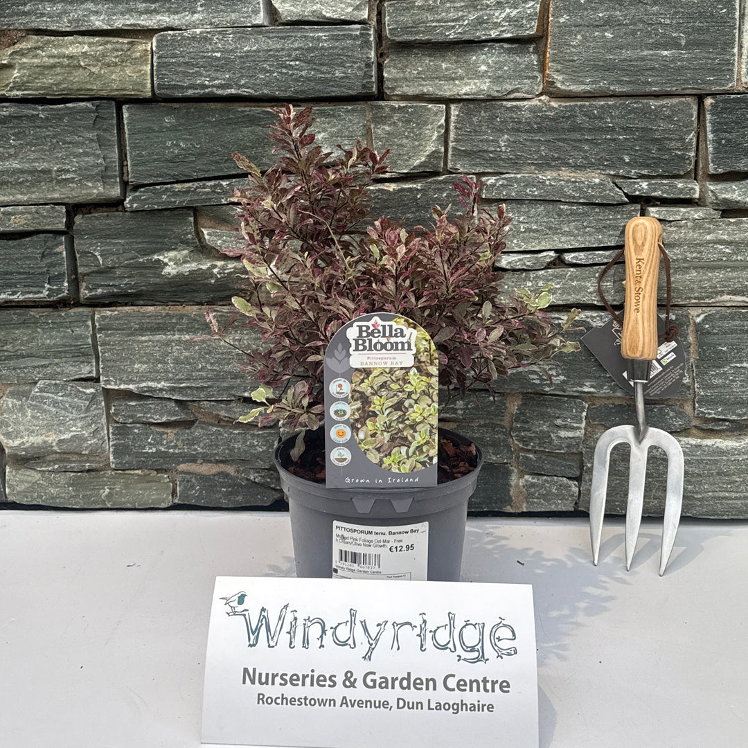 Pittosporum Tenu. Bannow Bay - Shrubs - Windyridge Garden Centre