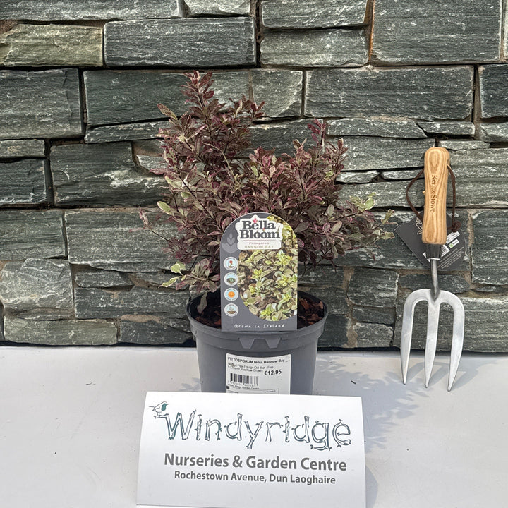 Pittosporum Tenu. Bannow Bay - Shrubs - Windyridge Garden Centre