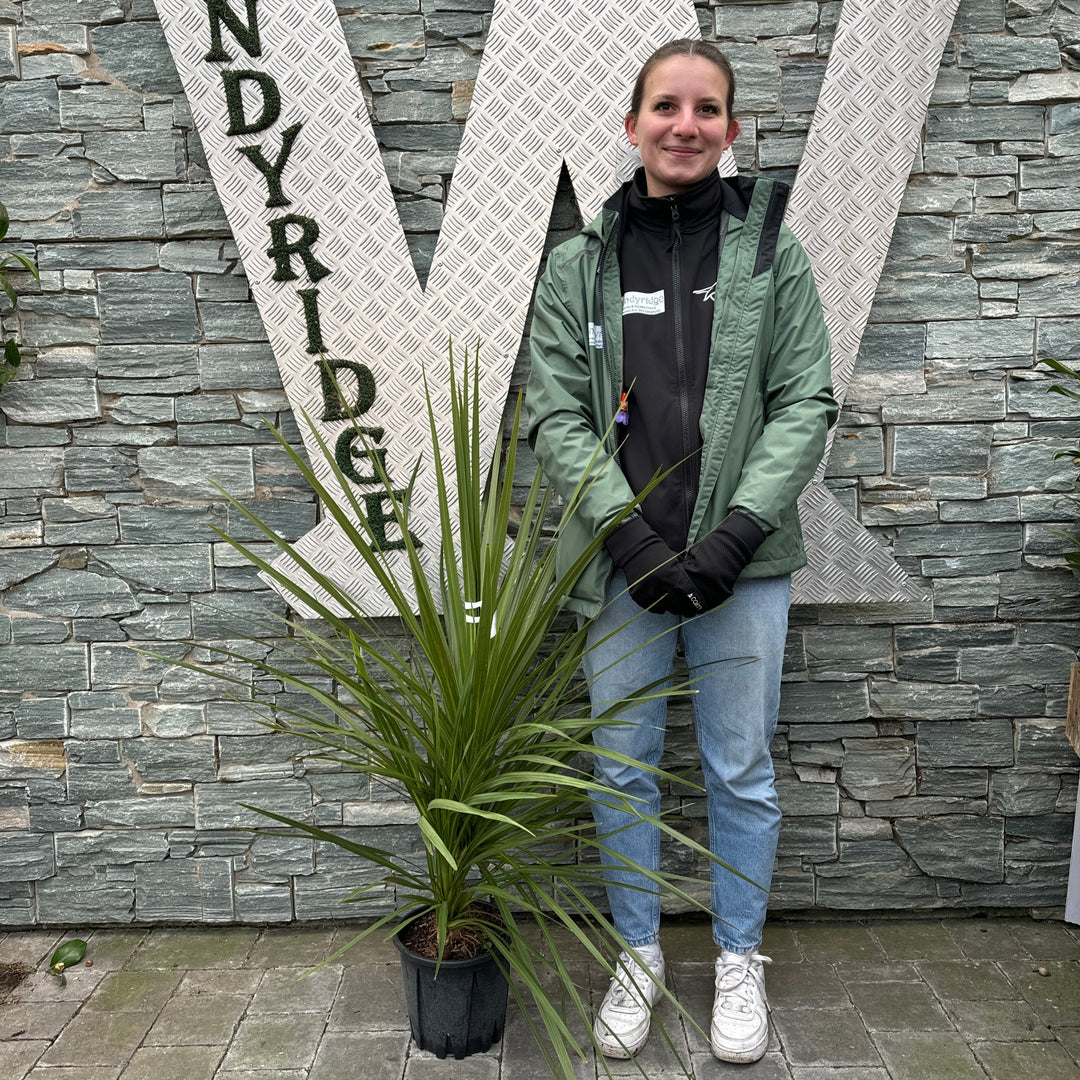 CORDYLINE AUSTRALIS CLT 5     MULTISTELO   H. 80 - 100  CM