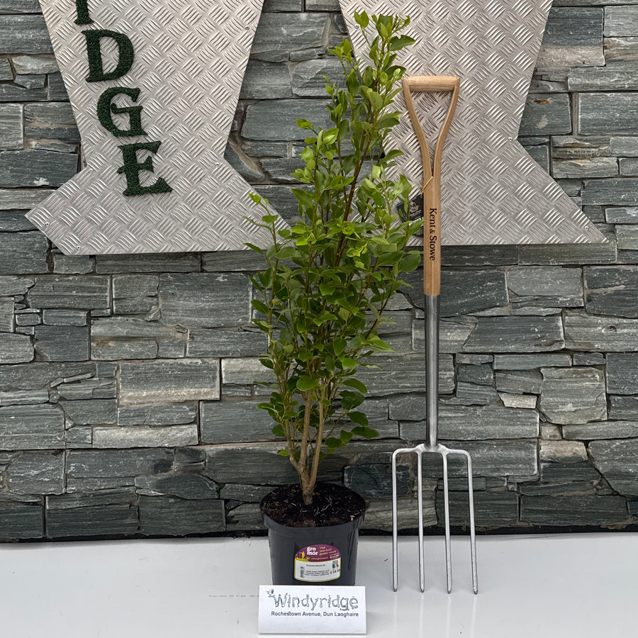 Griselinia Littoralis 5Lt - Hedging - Windyridge Garden Centre