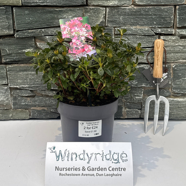 Azalea Izum-No-Mai  30-35Cm - Shrubs - Windyridge Garden Centre