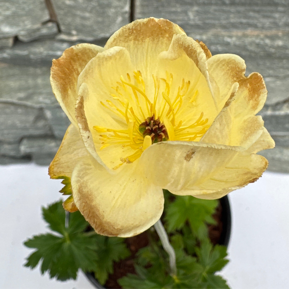 Trollius Lemon Queen - Herbaceous - Windyridge Garden Centre