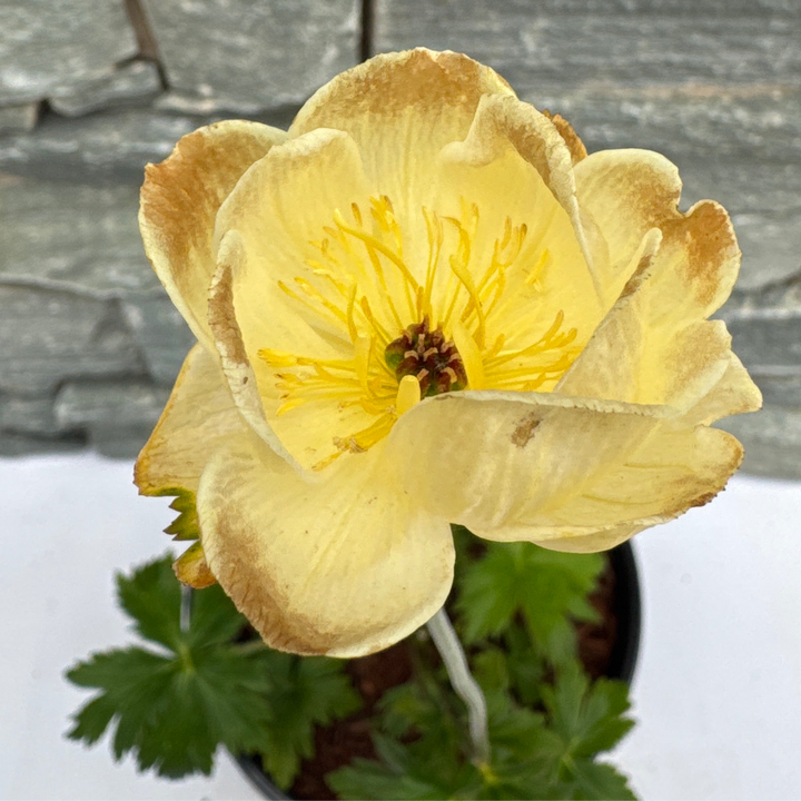 TROLLIUS Lemon Queen
