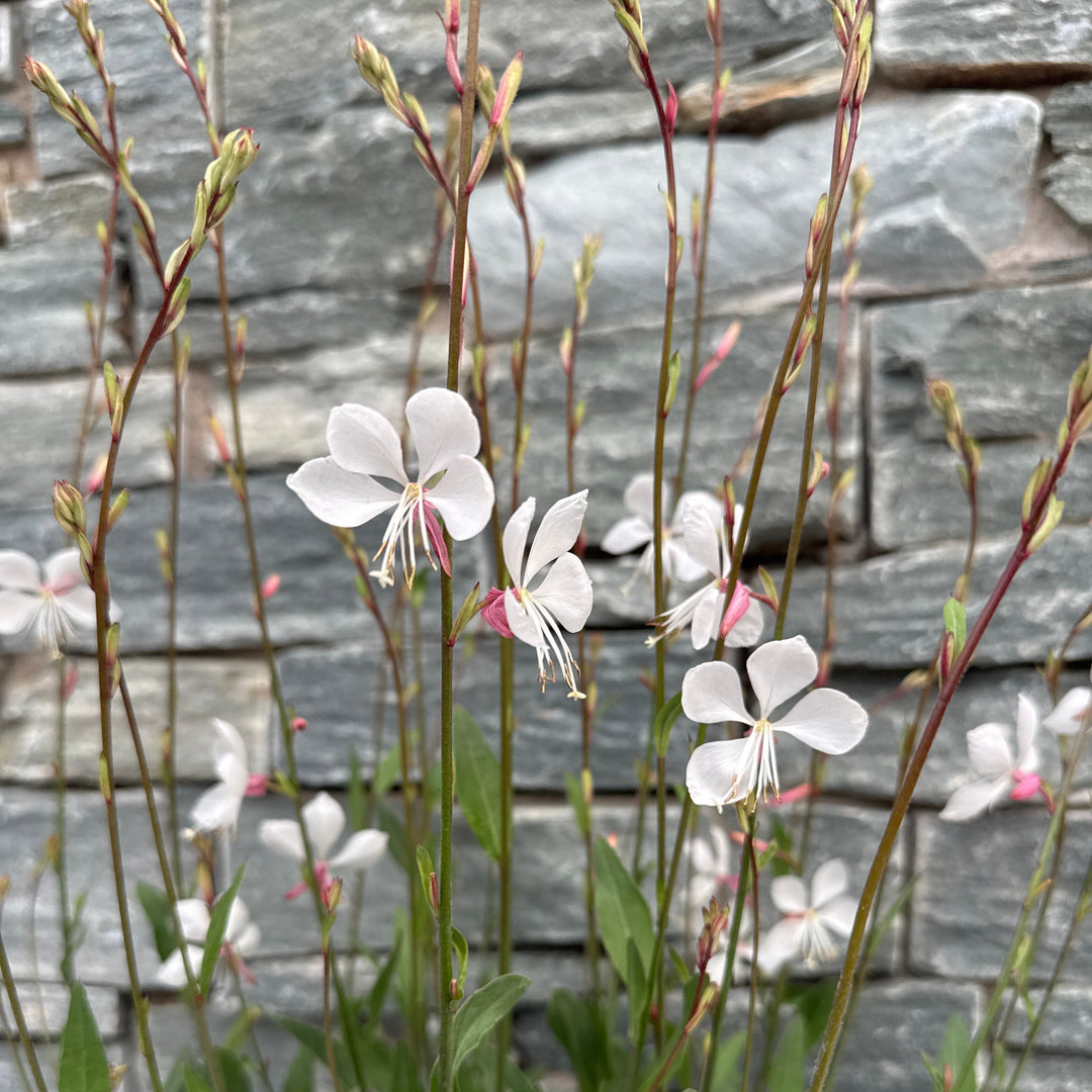 GAURA Whirling Butterflies