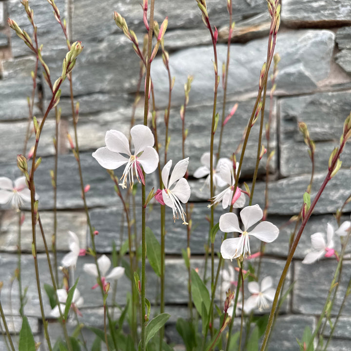 GAURA Whirling Butterflies