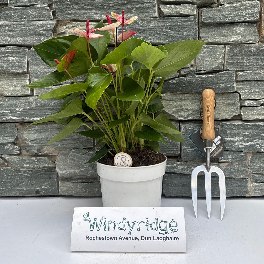 anthurium mystique Buy Anthurium And. Mystique P17 Online