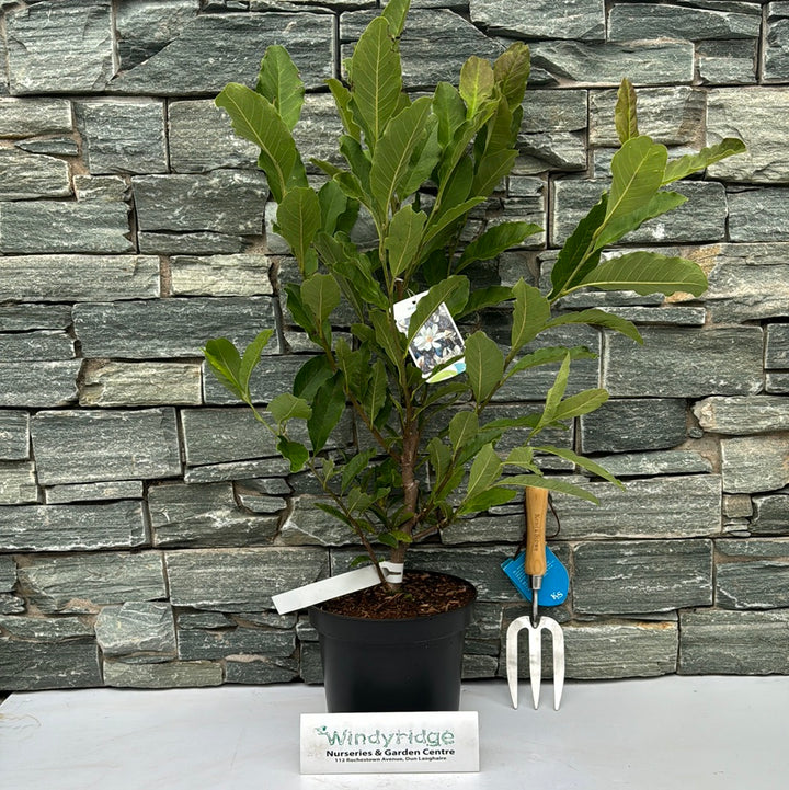 Magnolia stellata