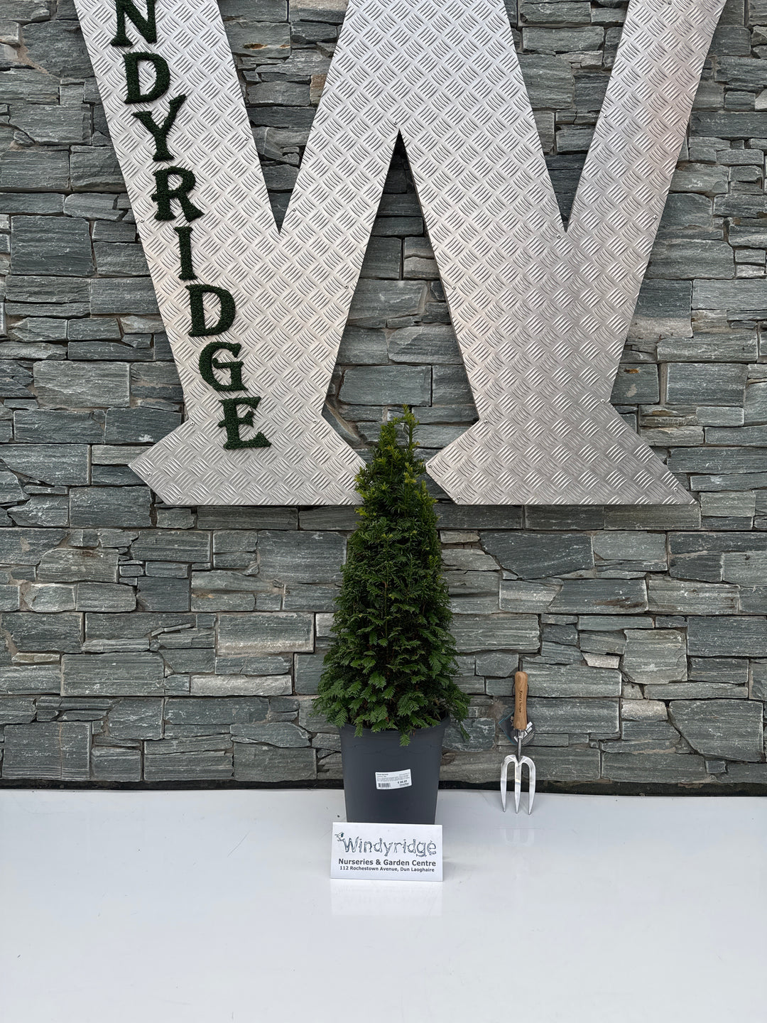 Taxus baccata 60-70 CM PYR C10