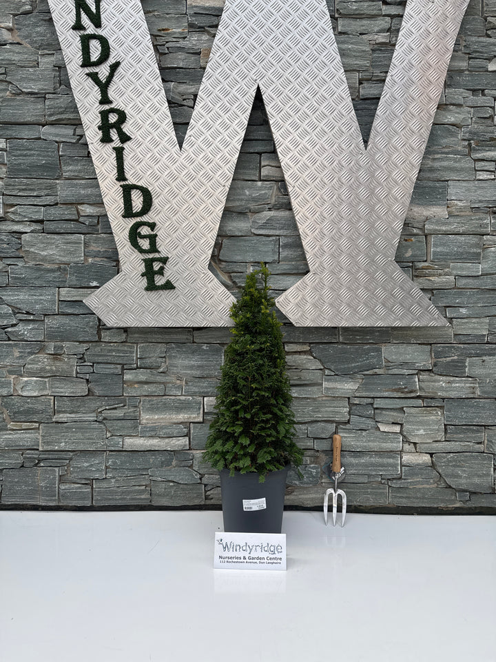 Taxus baccata 60-70 CM PYR C10