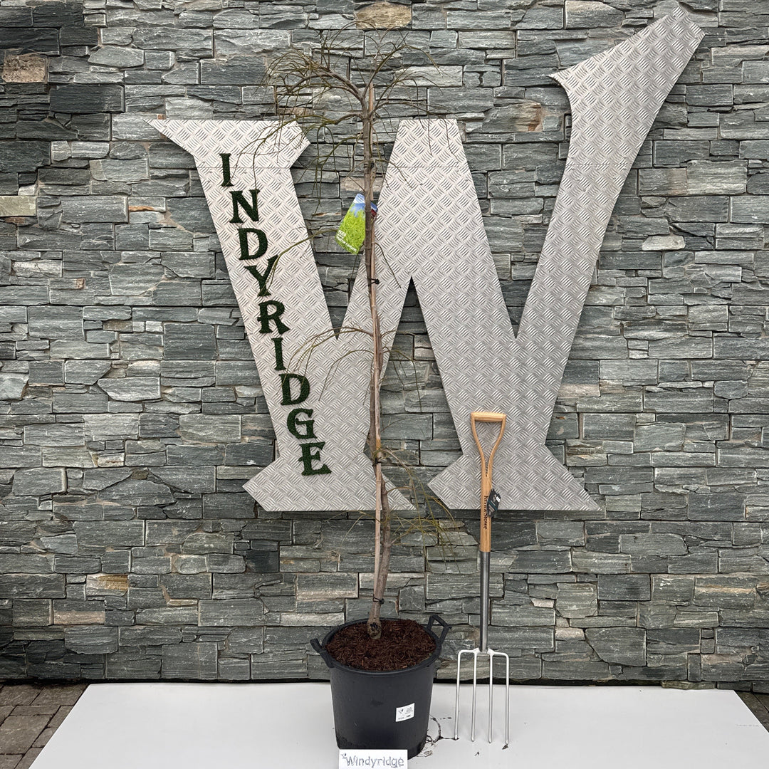 Acer Pal. Dissectum Flavescens 150 Cm St. C 30L - Trees - Windyridge Garden Centre