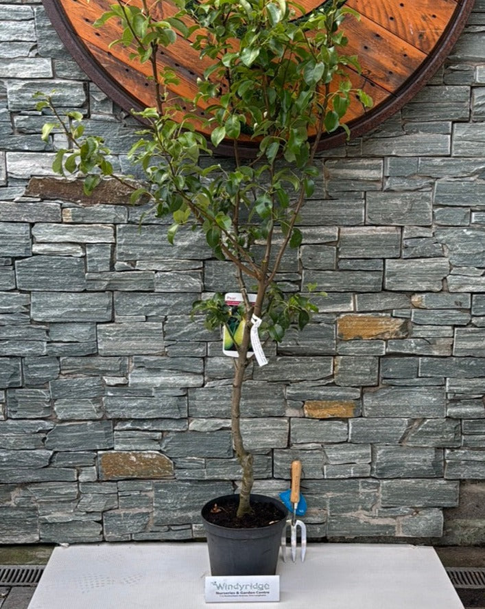 Pyrus C. Doyenne Du Comice - Trees - Windyridge Garden Centre