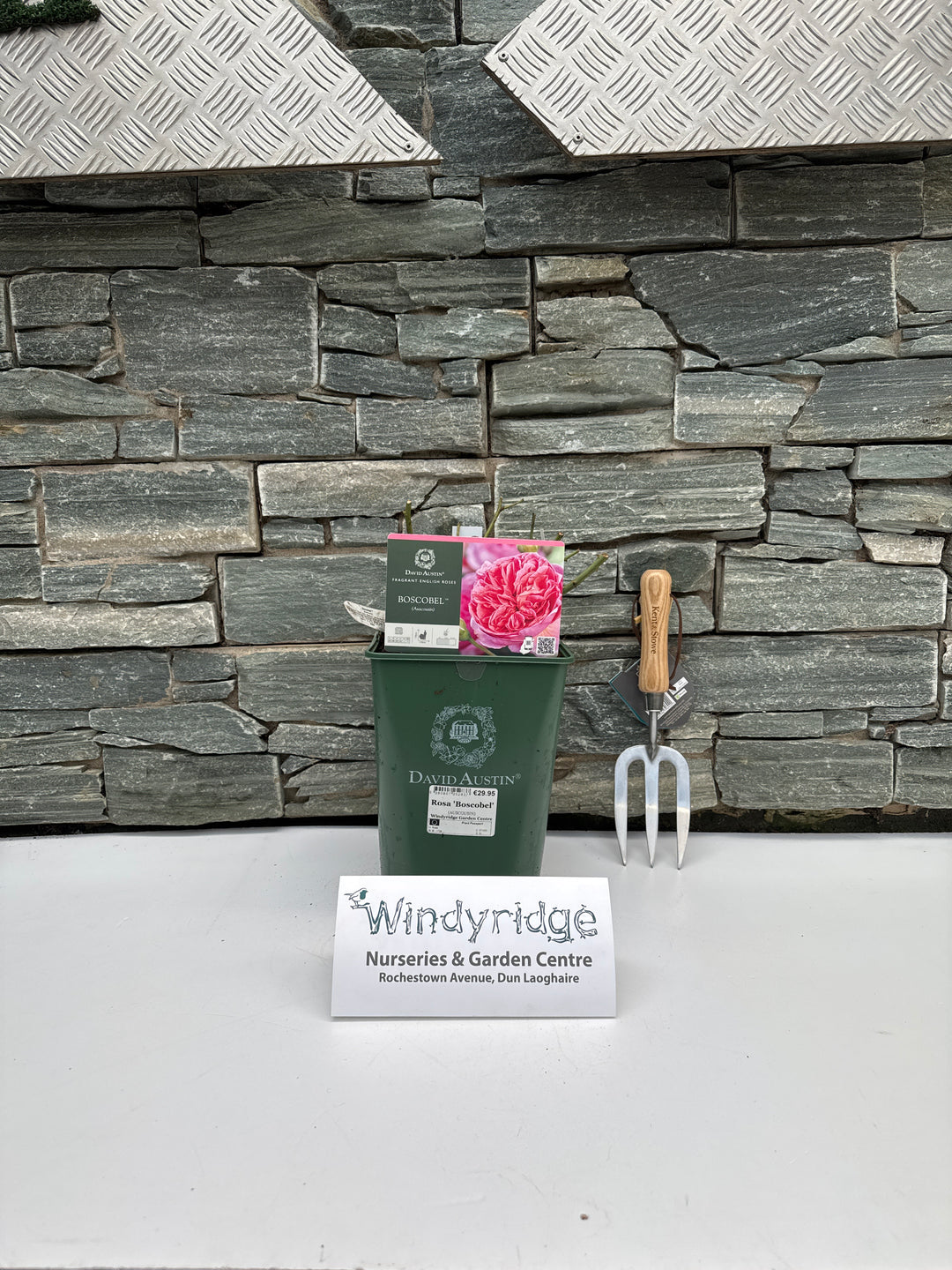 David Austin Rosa Boscobel 6L Pot