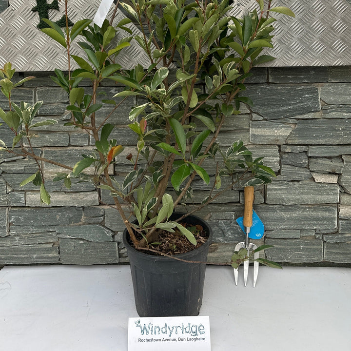 PHOTINIA SERR. PINK MARBLE CLT 10