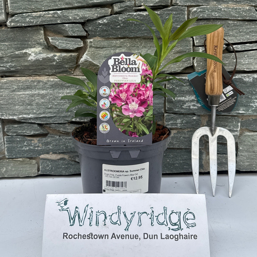 Alstroemeria Sp. Summer Chic - Herbaceous - Windyridge Garden Centre