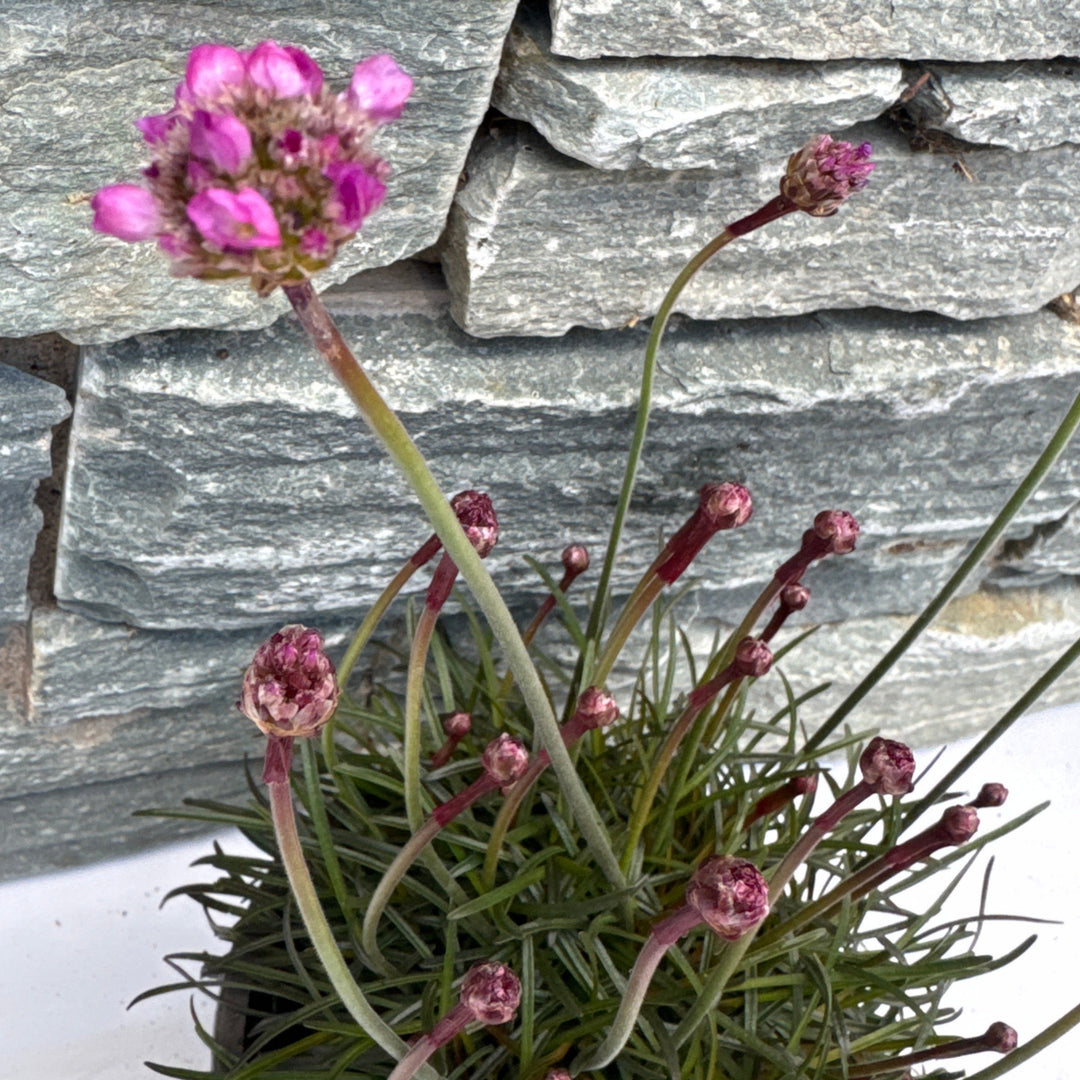 Armeria mar. Rubrifolia